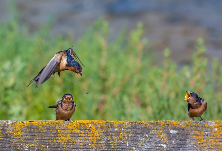 bit of bird chatter nyt